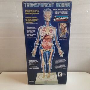 Lindberg Transparent Woman Anatomy Model - Educational Human Body Kit With Organs